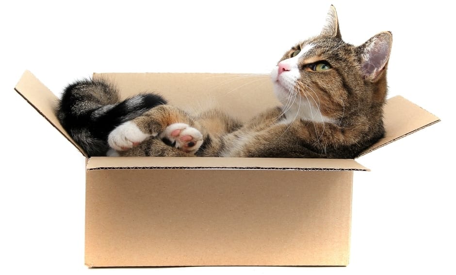 moving_with_cat_tips